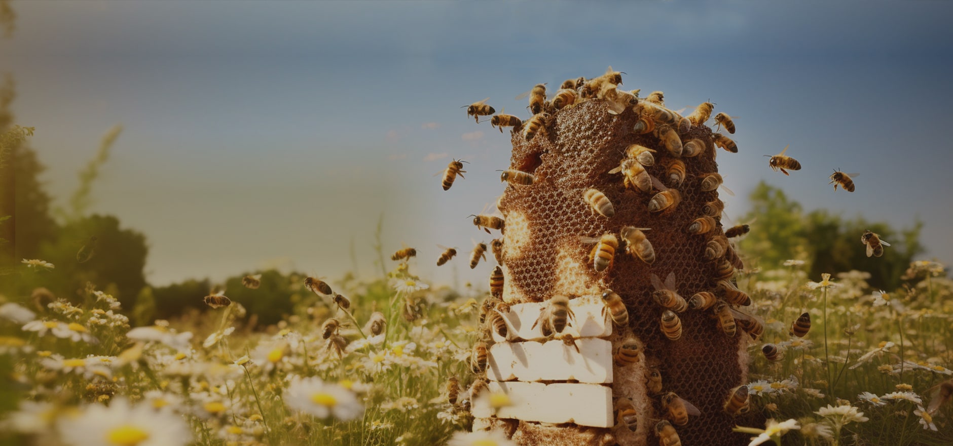 Honey Bee